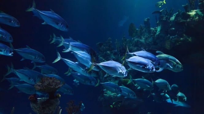 Hal Mengerikan Terjadi kalau Semua Ikan di Lautan Hilang