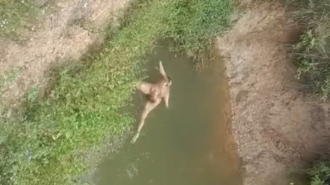 Mayat Wanita Bugil Ditemukan di Kolam Bekas Galian di Jambi