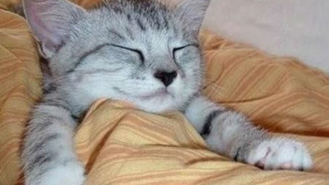 3 Dampak Negatif Tidur dengan Kucing Peliharaan, Bisa Tertular Penyakit Zoonotik