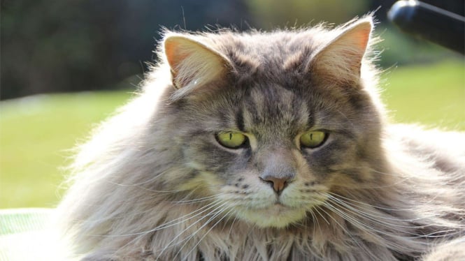 5 Alasan Mengapa Bulu Kucing Peliharaanmu Rontok
