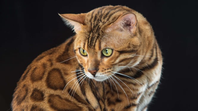 5 Fakta Menarik tentang Kucing Bengal