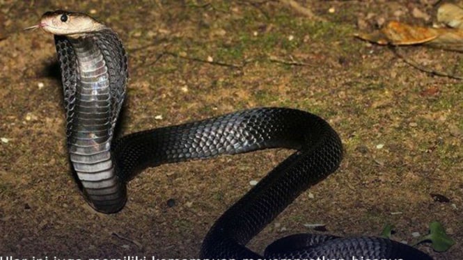 5 Jenis Ular Kobra dengan Racun Paling Mematikan di Dunia, Salah Satunya dari Jawa