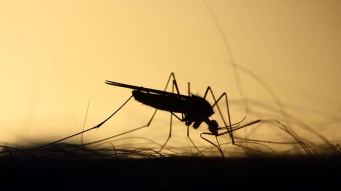 Alasan Nyamuk Senang Menghisap Darah Manusia