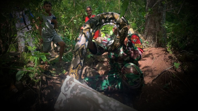 Demi Warga, Perwira Pasukan Naga Hitam TNI Berjibaku Lawan Ular Raksasa di Semak Perbatasan Negara
