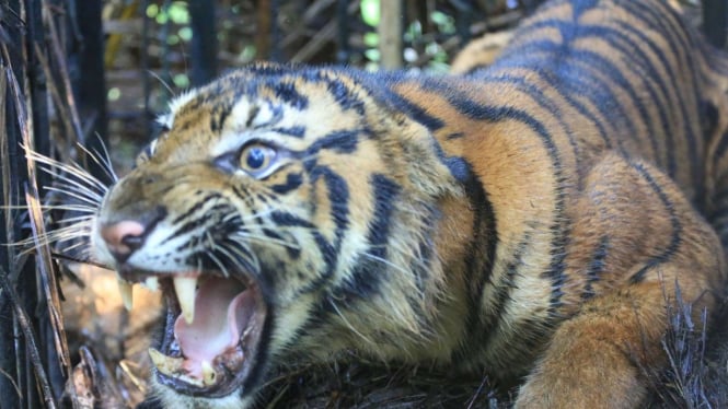 Geger! Peneliti BRIN Temukan Tanda-tanda Kehidupan Harimau Jawa di Sukabumi
