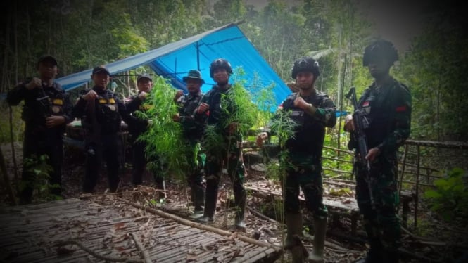Mengejutkan, Pasukan Karma Bhakti TNI Temukan Kebun Mariyuana Misterius di Tengah Hutan Kombut