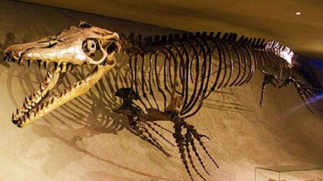 Mosasaurus, Predator Purba Peneror Laut Pasifik Ditemukan