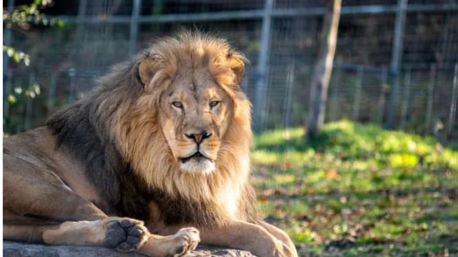 Nekat Mau Selfie Hingga Panjat Pagar Kebun Binatang, Pria Ini Tewas Diterkam Singa