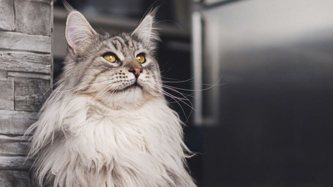 5 Fakta Penting tentang Penyakit FLUTD pada Kucing