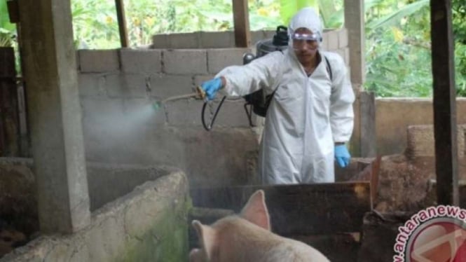 Bikin Ratusan Babi di Papua Mati! Apa Itu Wabah African Swine Fever, Bahayakah Buat Manusia?