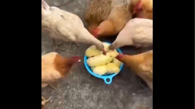 Heboh Video Durian Montong Jadi Makanan Ayam di Thailand