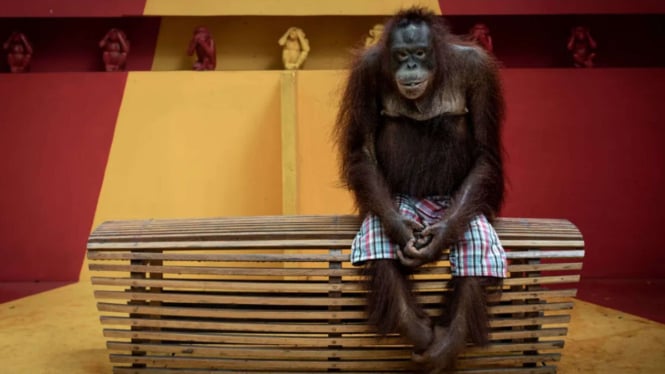 Pose Orangutan Ini bikin Heboh