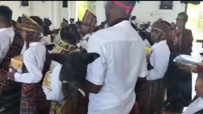 Viral Babi Dibawa ke Altar Gereja saat Misa di Sikka NTT