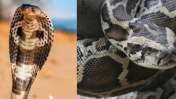 Viral Detik-detik Ular Kobra Dievakuasi dari Celana Dalam Pria, Korban Pura-pura Pingsan