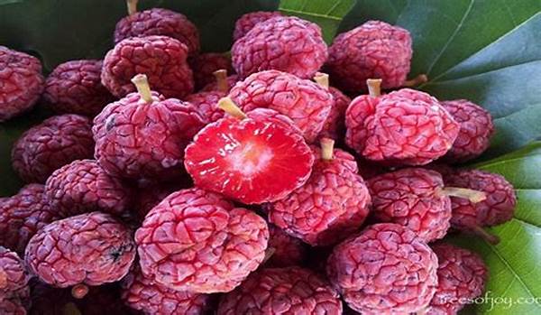 Panduan Menanam Buah Eksotis