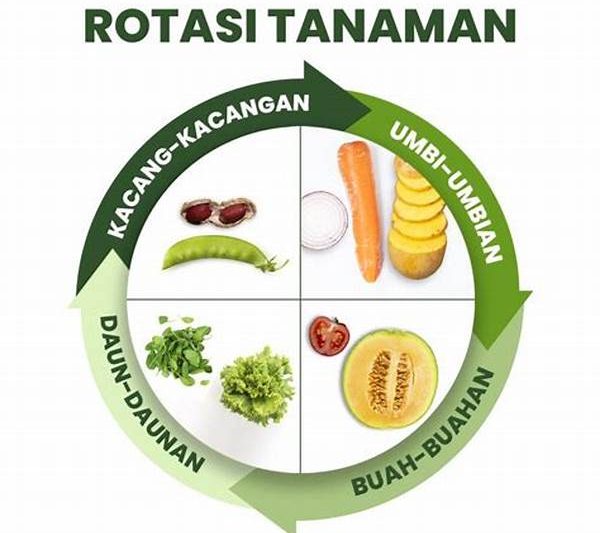 Variasi Hasil Dengan Teknik Rotasi Tanaman